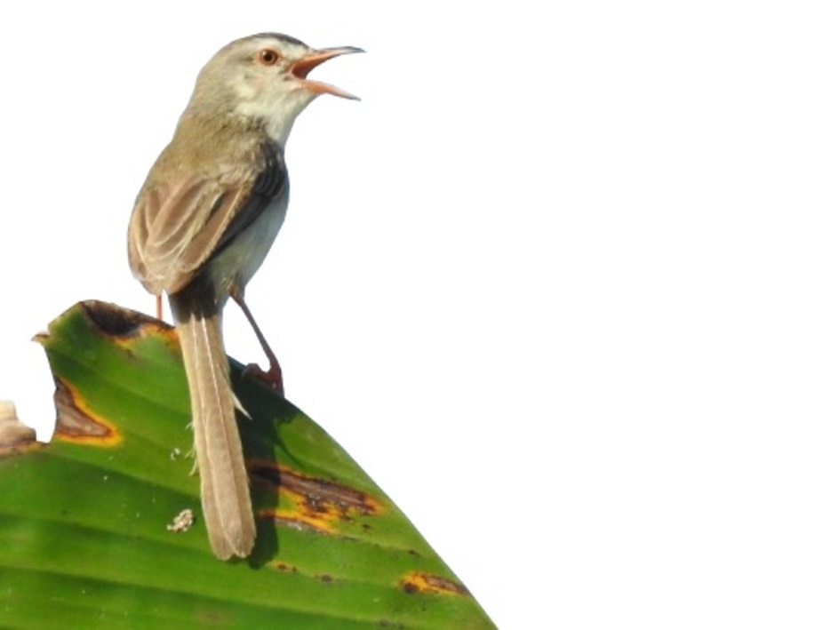 Buku | IKAMaT | Jenis Burung di Pantai Mekar dan Pantai Harapan Jaya