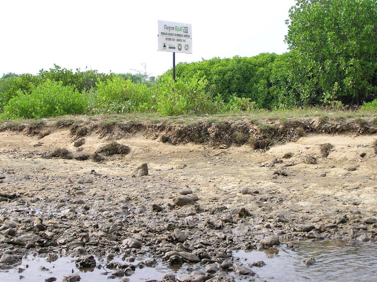 Dukung Pemulihan Mangrove Indonesia